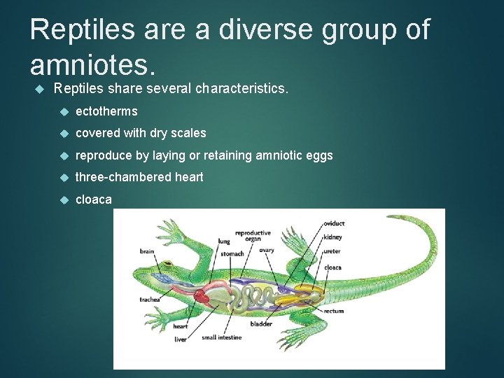 Reptiles are a diverse group of amniotes. Reptiles share several characteristics. ectotherms covered with