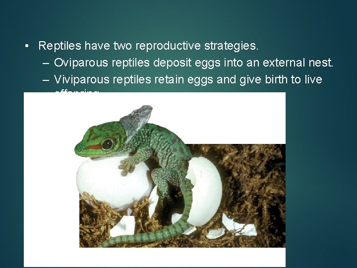  • Reptiles have two reproductive strategies. – Oviparous reptiles deposit eggs into an