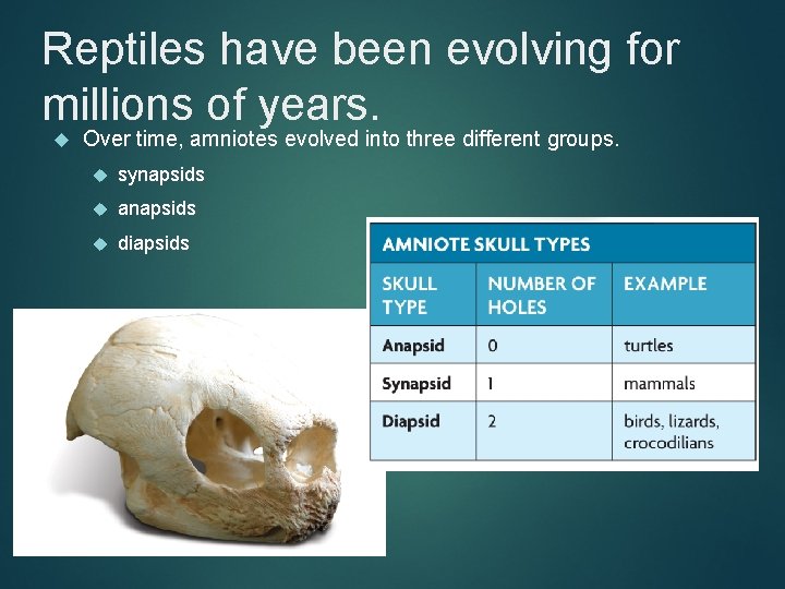 Reptiles have been evolving for millions of years. Over time, amniotes evolved into three