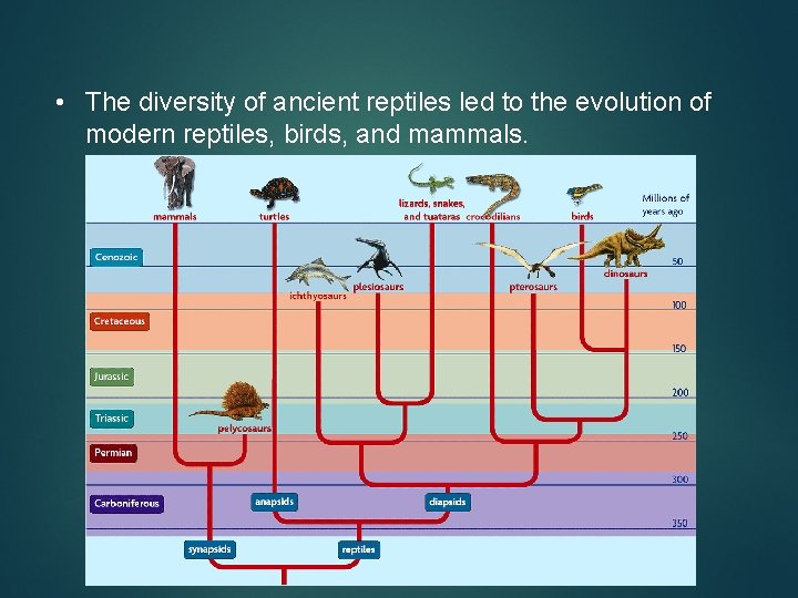  • The diversity of ancient reptiles led to the evolution of modern reptiles,