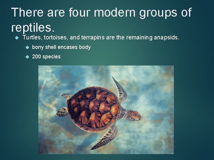 There are four modern groups of reptiles. Turtles, tortoises, and terrapins are the remaining
