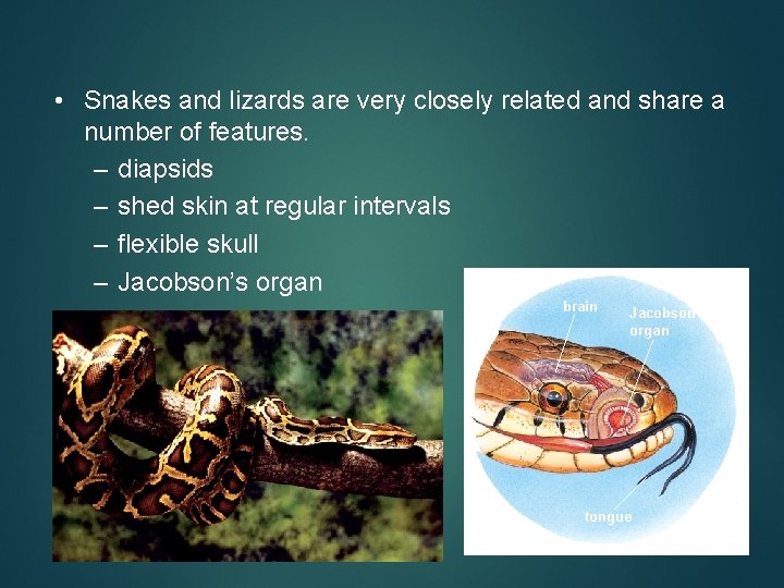  • Snakes and lizards are very closely related and share a number of