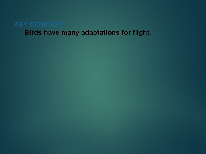 KEY CONCEPT Birds have many adaptations for flight. 