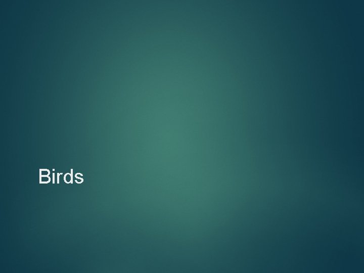 Birds 