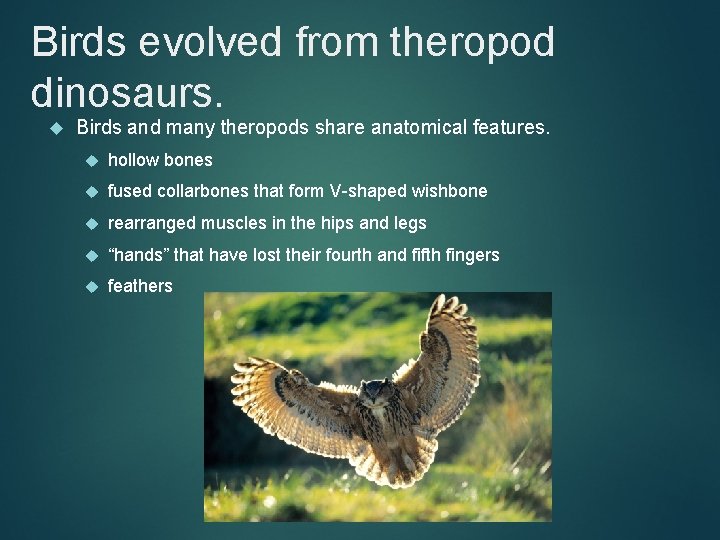 Birds evolved from theropod dinosaurs. Birds and many theropods share anatomical features. hollow bones