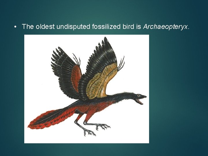  • The oldest undisputed fossilized bird is Archaeopteryx. 