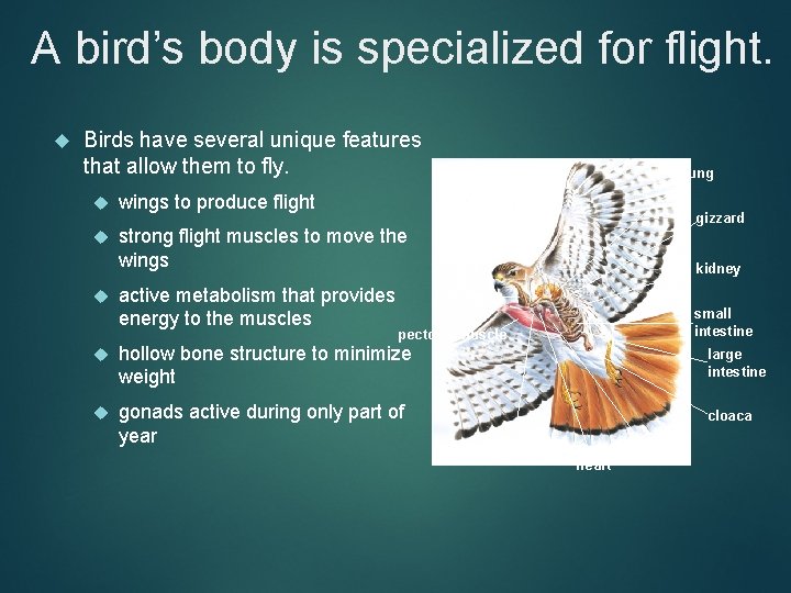 A bird’s body is specialized for flight. Birds have several unique features that allow