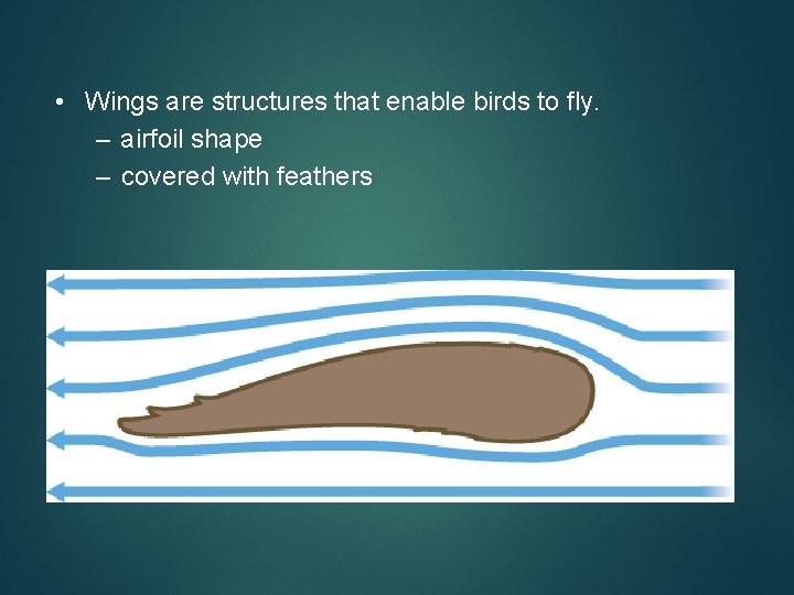  • Wings are structures that enable birds to fly. – airfoil shape –