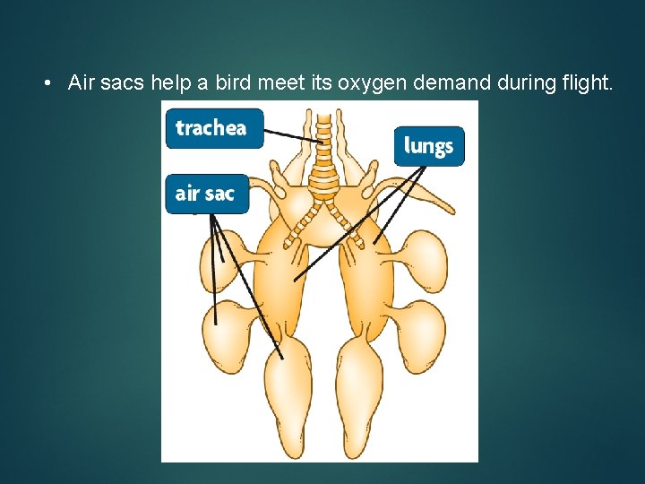  • Air sacs help a bird meet its oxygen demand during flight. 