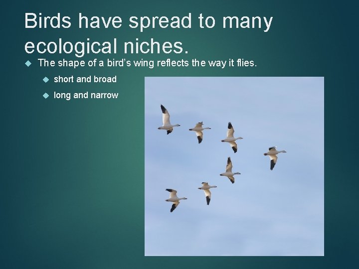 Birds have spread to many ecological niches. The shape of a bird’s wing reflects