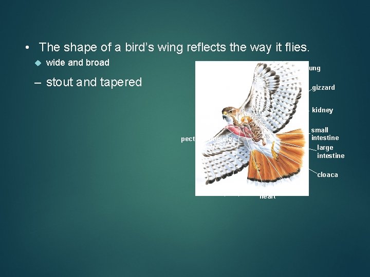  • The shape of a bird’s wing reflects the way it flies. wide