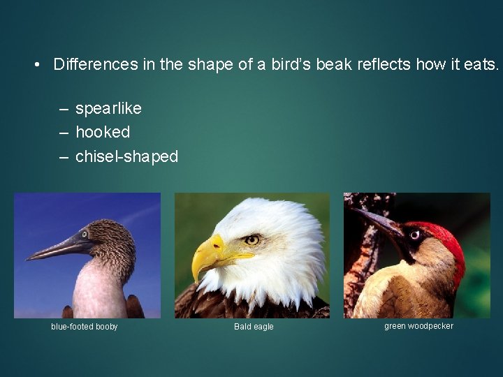  • Differences in the shape of a bird’s beak reflects how it eats.