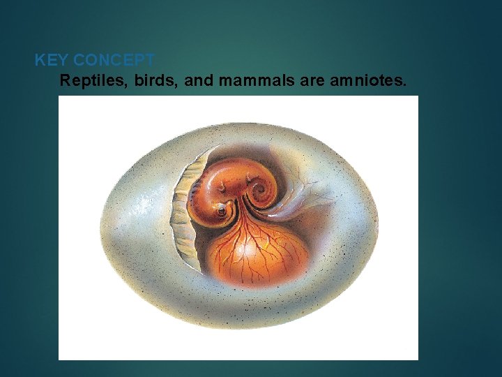 KEY CONCEPT Reptiles, birds, and mammals are amniotes. 