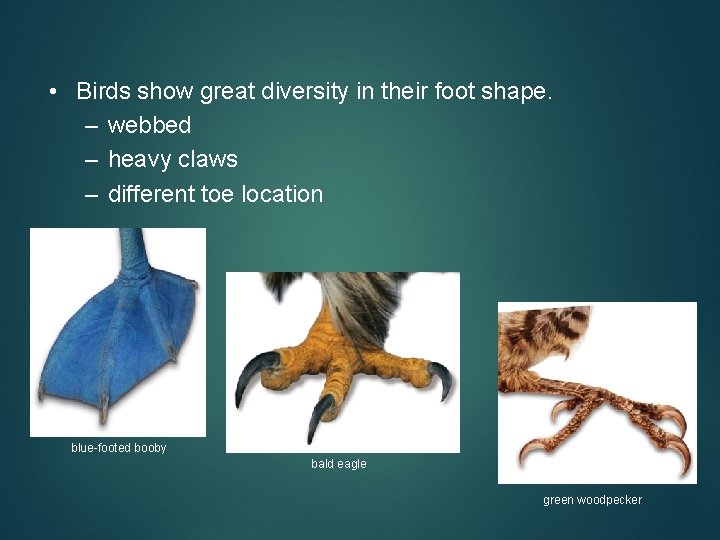  • Birds show great diversity in their foot shape. – webbed – heavy