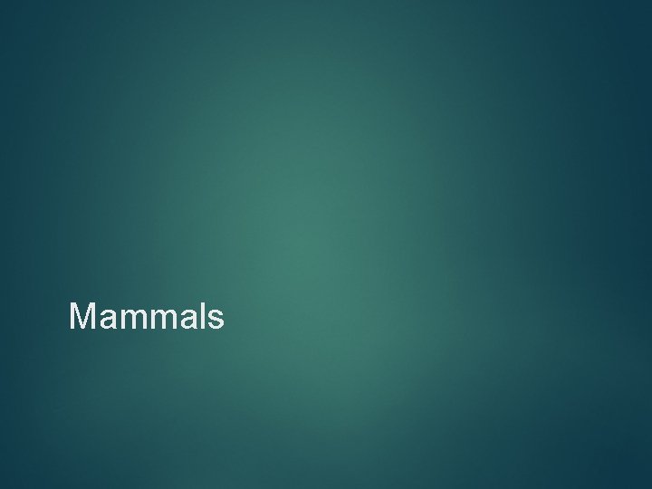 Mammals 