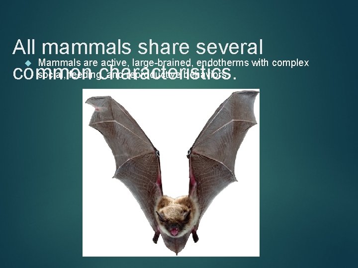 All mammals share several Mammals are active, large-brained, endotherms with complex social, feeding, and