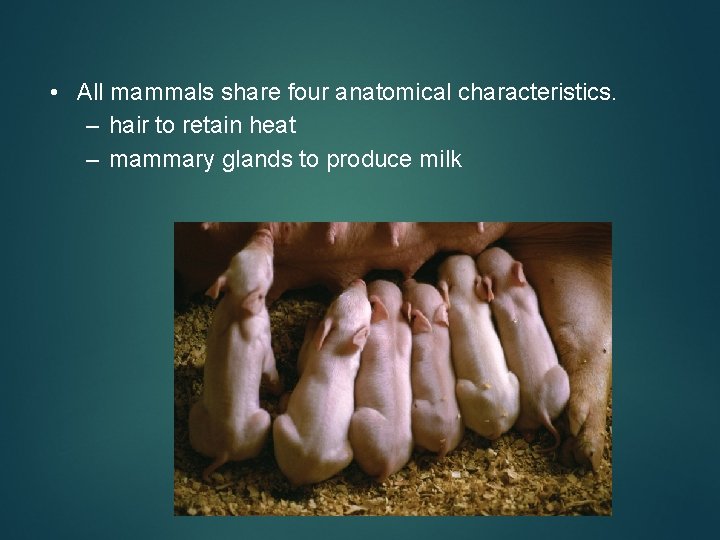  • All mammals share four anatomical characteristics. – hair to retain heat –