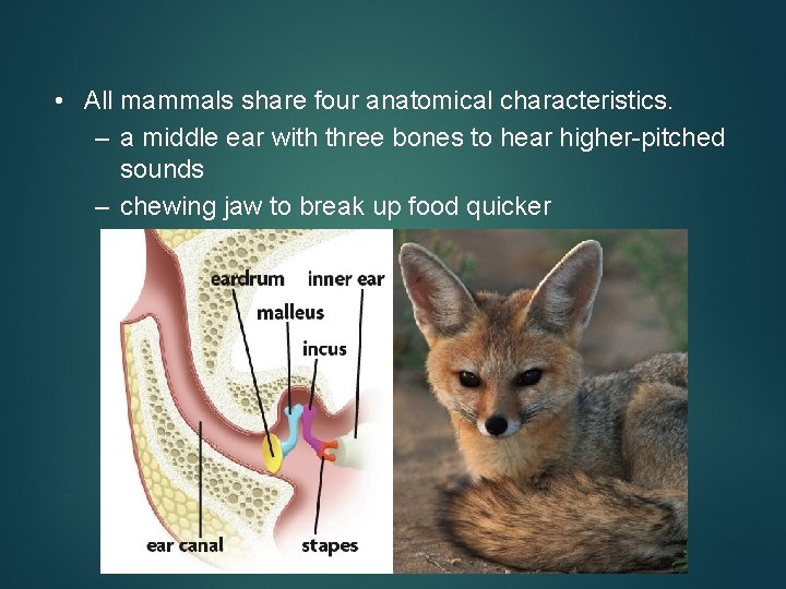  • All mammals share four anatomical characteristics. – a middle ear with three