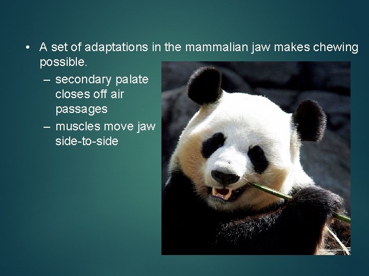  • A set of adaptations in the mammalian jaw makes chewing possible. –