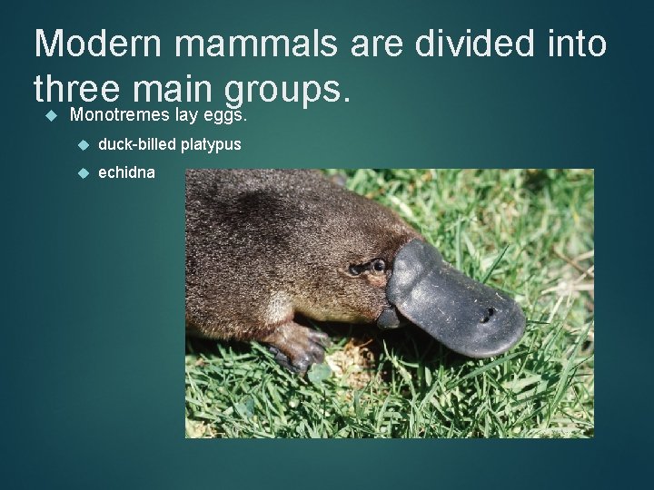 Modern mammals are divided into three main groups. Monotremes lay eggs. duck-billed platypus echidna
