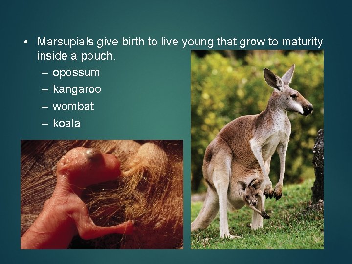  • Marsupials give birth to live young that grow to maturity inside a