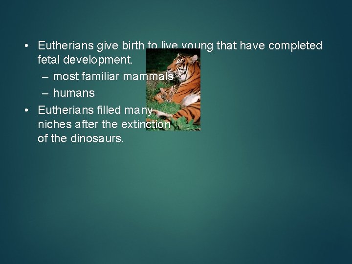  • Eutherians give birth to live young that have completed fetal development. –