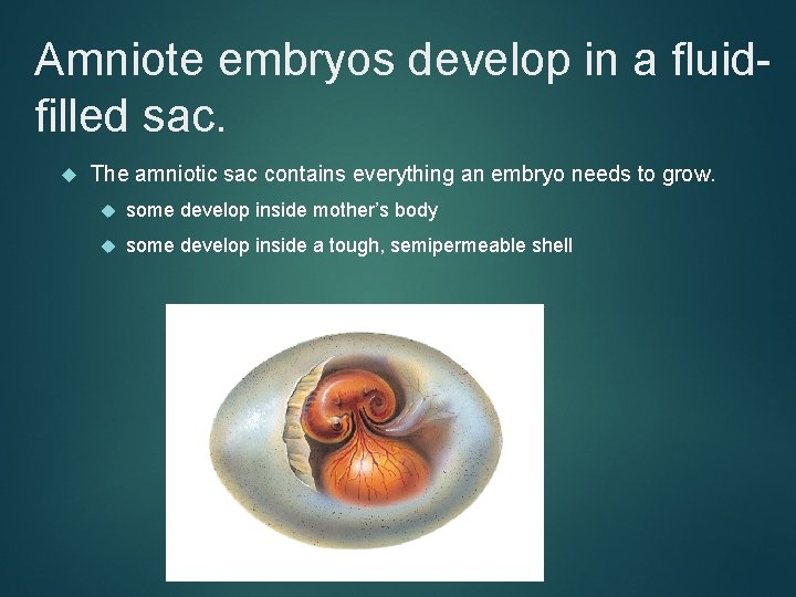 Amniote embryos develop in a fluidfilled sac. The amniotic sac contains everything an embryo