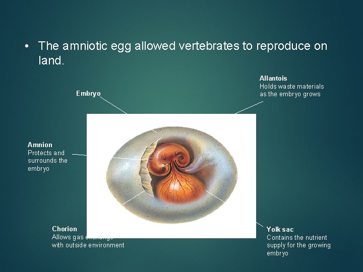  • The amniotic egg allowed vertebrates to reproduce on land. Embryo Allantois Holds