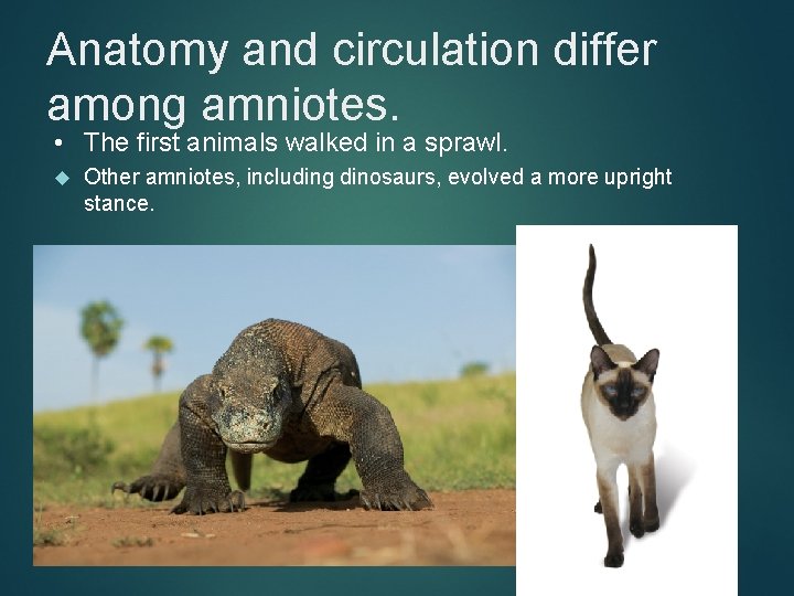 Anatomy and circulation differ among amniotes. • The first animals walked in a sprawl.