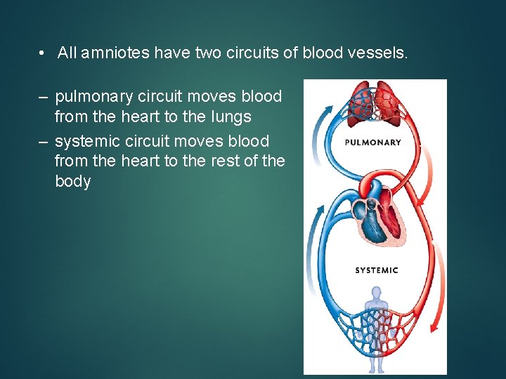  • All amniotes have two circuits of blood vessels. – pulmonary circuit moves