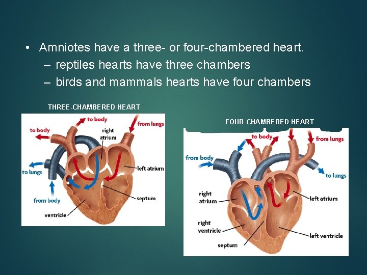  • Amniotes have a three- or four-chambered heart. – reptiles hearts have three
