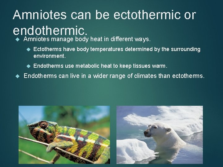 Amniotes can be ectothermic or endothermic. Amniotes manage body heat in different ways. Ectotherms