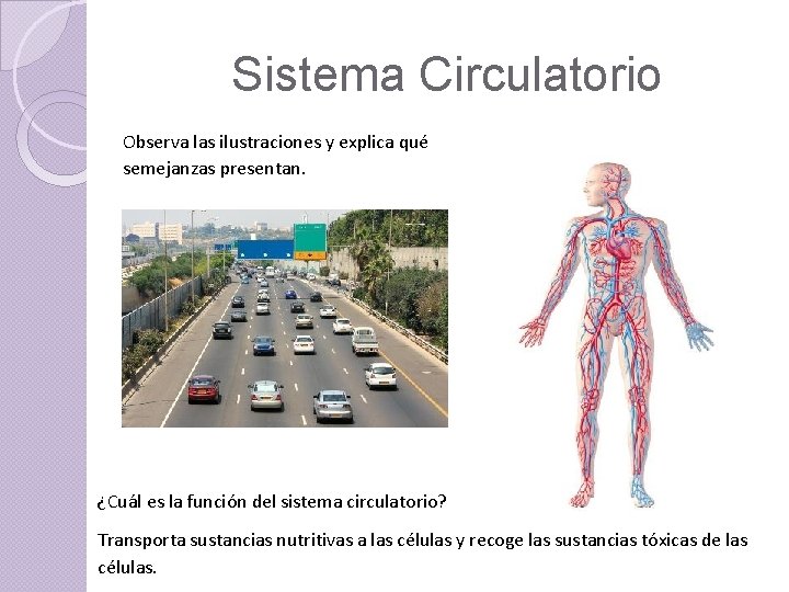Sistema Circulatorio Observa las ilustraciones y explica qué semejanzas presentan. ¿Cuál es la función