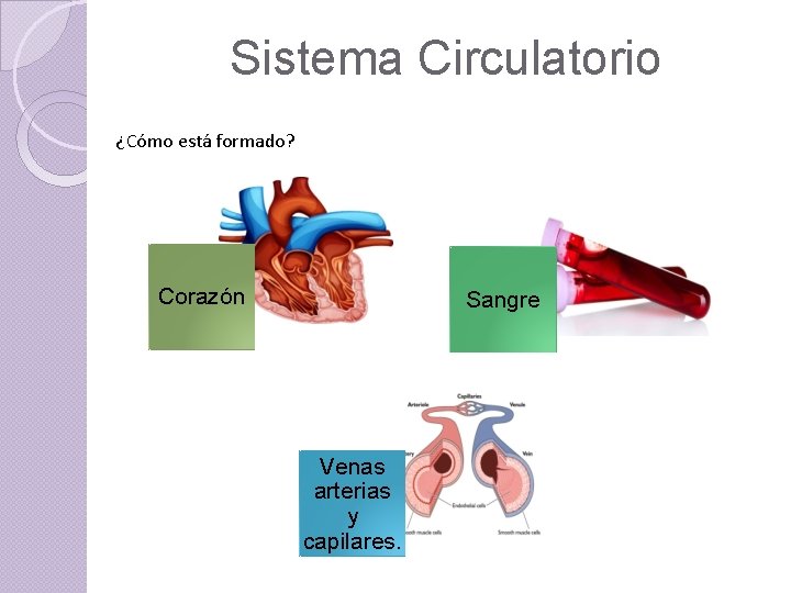 Sistema Circulatorio ¿Cómo está formado? Corazón Sangre Venas arterias y capilares. 