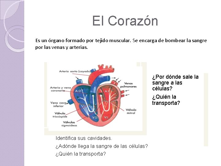 El Corazón Es un órgano formado por tejido muscular. Se encarga de bombear la