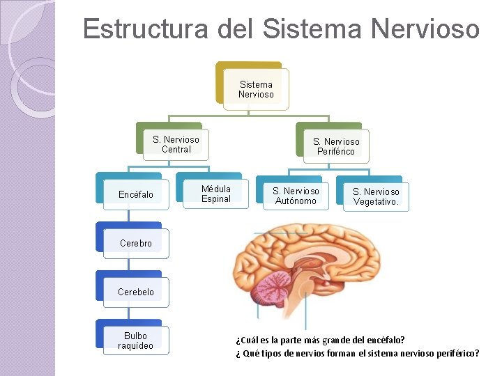Estructura del Sistema Nervioso S. Nervioso Central Encéfalo S. Nervioso Periférico Médula Espinal S.