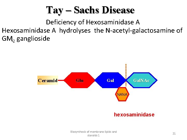 Tay – Sachs Disease Deficiency of Hexosaminidase A hydrolyses the N acetyl galactosamine of