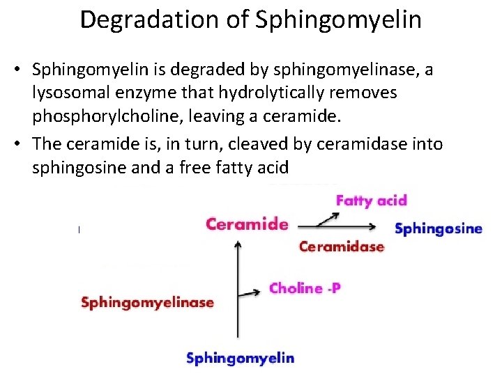 Degradation of Sphingomyelin • Sphingomyelin is degraded by sphingomyelinase, a lysosomal enzyme that hydrolytically
