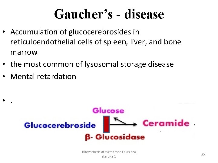 Gaucher’s - disease • Accumulation of glucocerebrosides in reticuloendothelial cells of spleen, liver, and