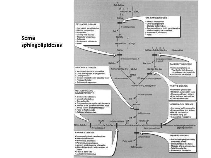 Some sphingolipidoses 