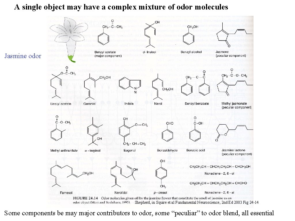 A single object may have a complex mixture of odor molecules Jasmine odor Shepherd,