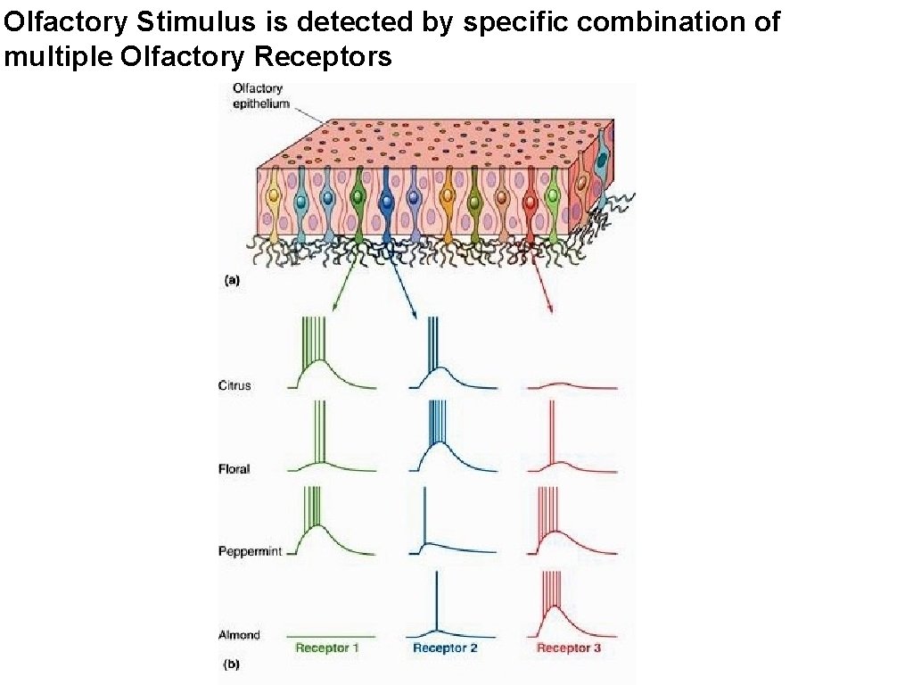 Olfactory Stimulus is detected by specific combination of multiple Olfactory Receptors 