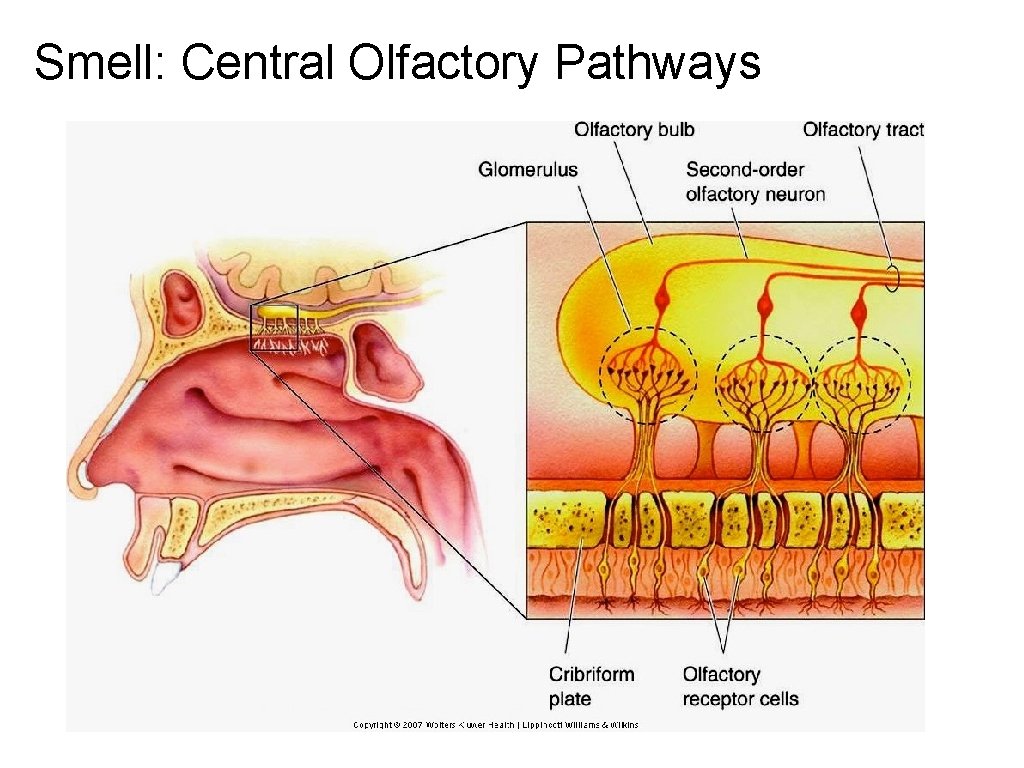 Smell: Central Olfactory Pathways 