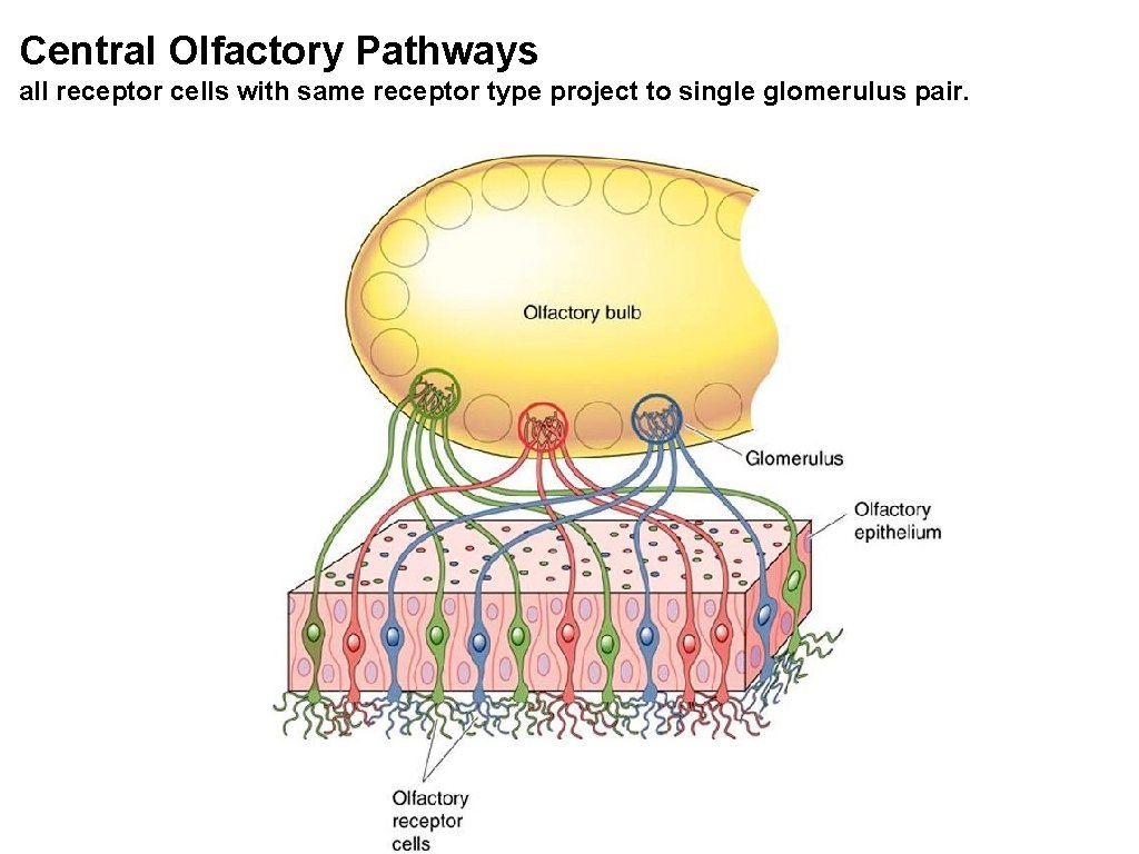 Central Olfactory Pathways all receptor cells with same receptor type project to single glomerulus