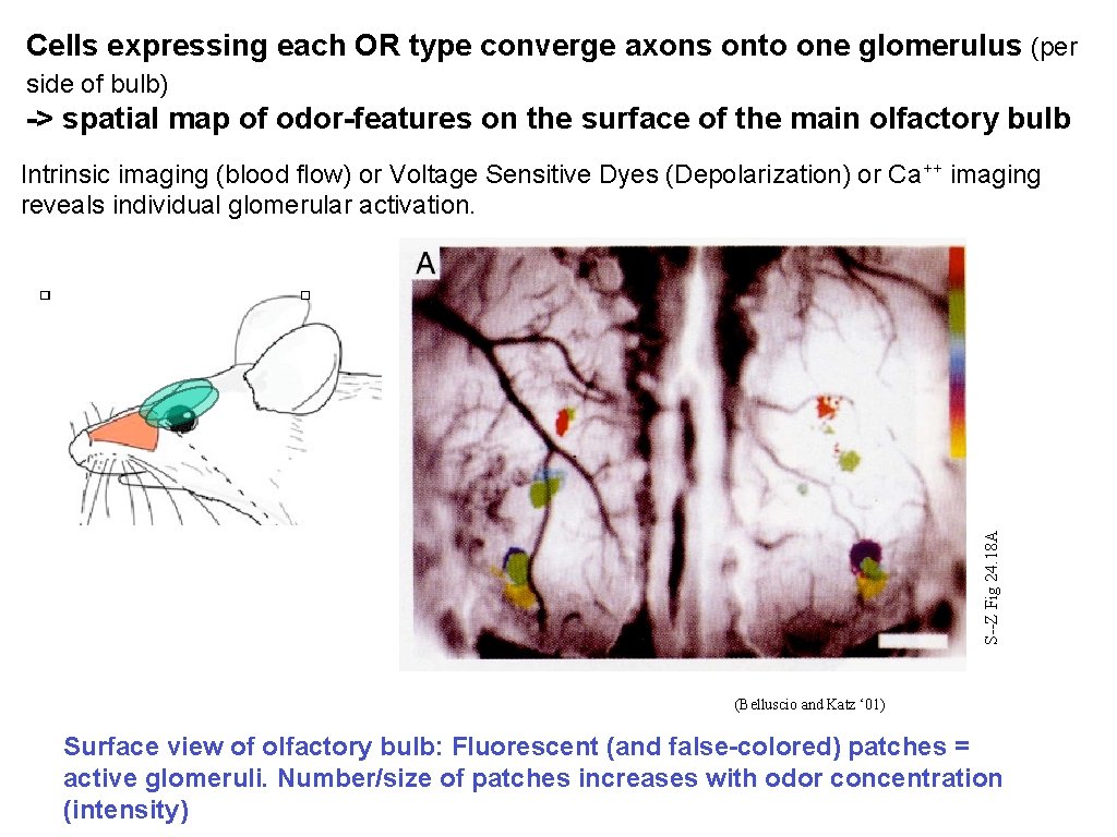 Cells expressing each OR type converge axons onto one glomerulus (per side of bulb)