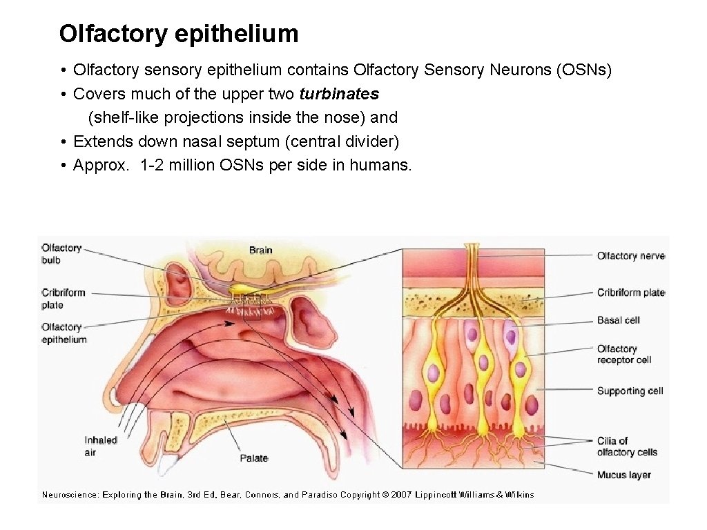 Olfactory epithelium • Olfactory sensory epithelium contains Olfactory Sensory Neurons (OSNs) • Covers much