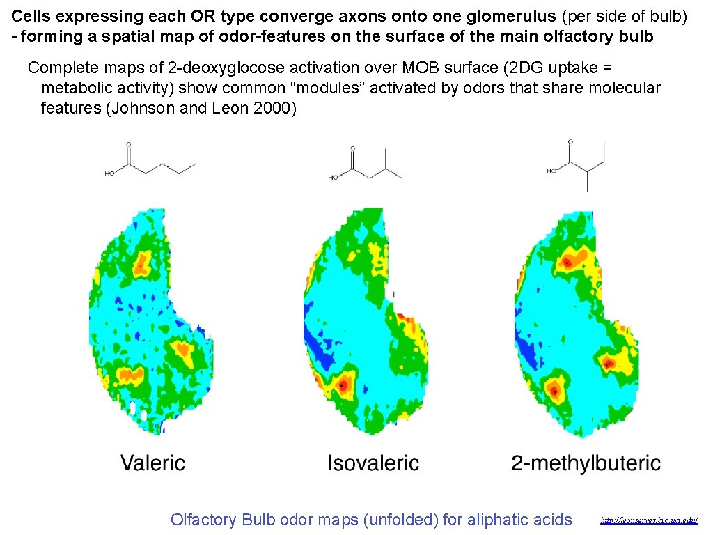 Cells expressing each OR type converge axons onto one glomerulus (per side of bulb)