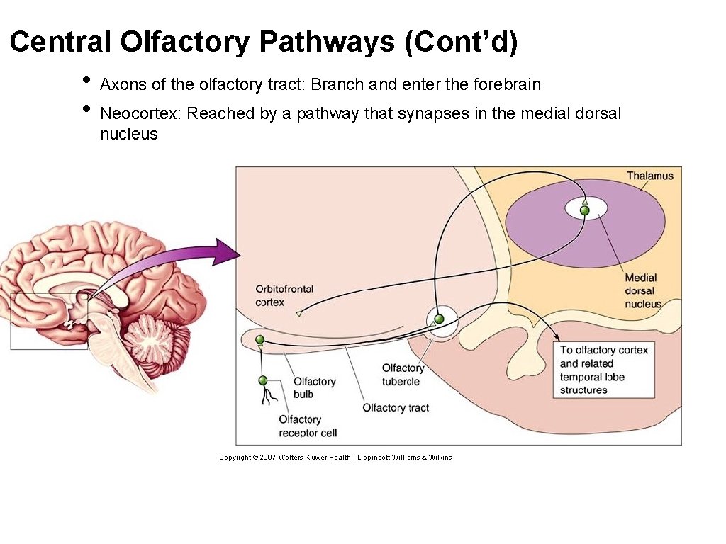 Central Olfactory Pathways (Cont’d) • Axons of the olfactory tract: Branch and enter the