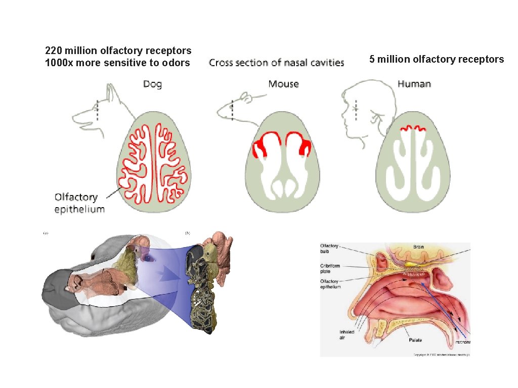 220 million olfactory receptors 1000 x more sensitive to odors 5 million olfactory receptors