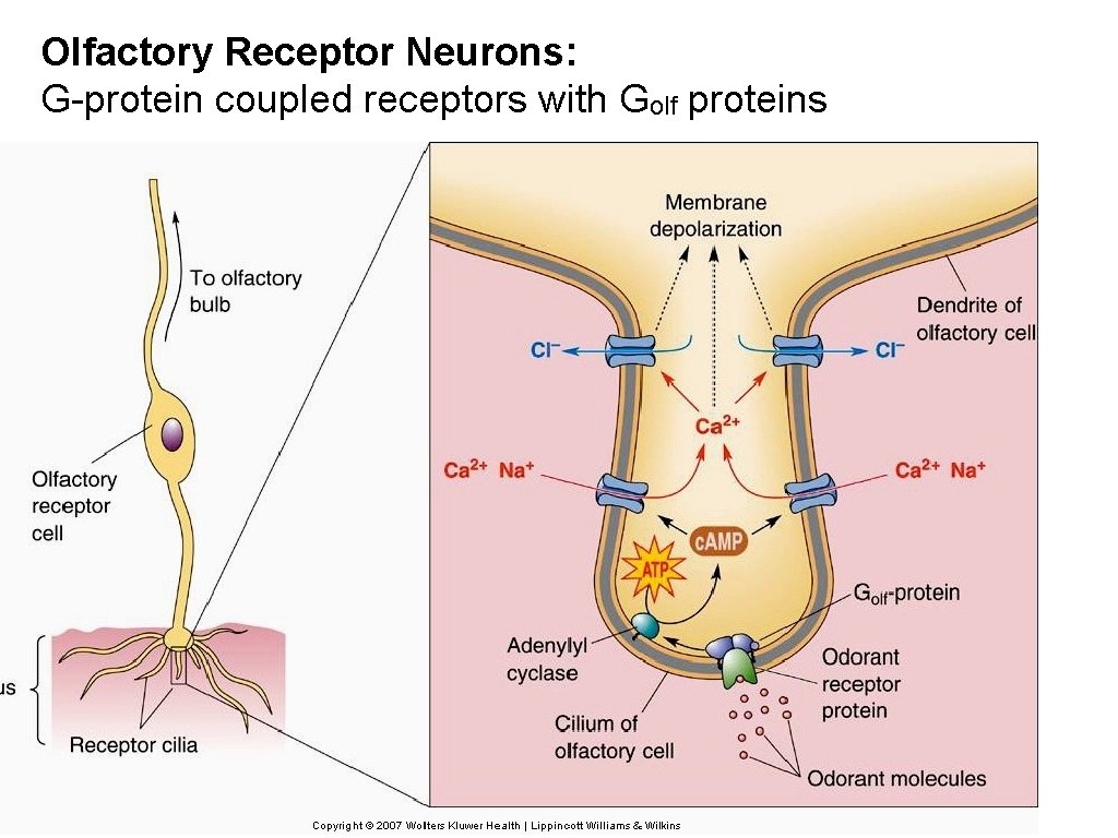 Olfactory Receptor Neurons: G-protein coupled receptors with Golf proteins 